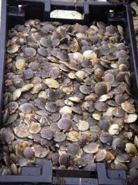 scallops