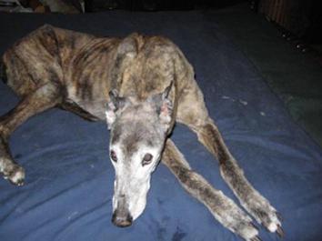 greyhound