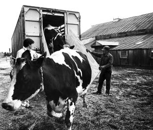 cows