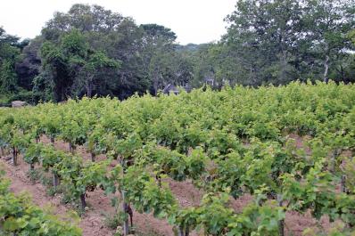 grapes