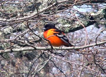 oriole