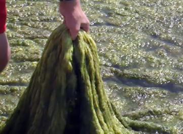 algae