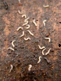 cankerworms