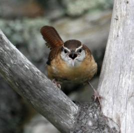 wren