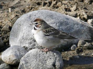 sparrow