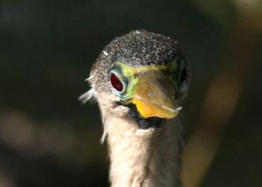 anhinga