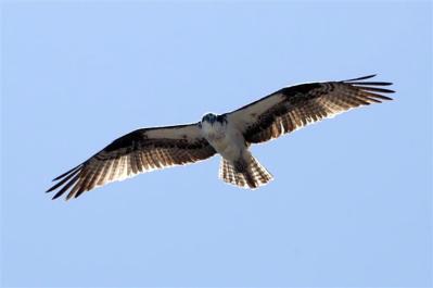 osprey