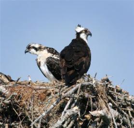 Ospreys