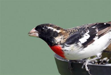 grosbeak