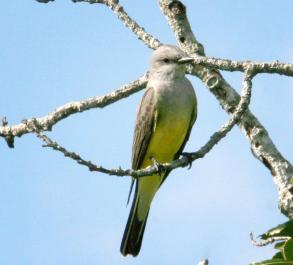 Western Kingbird