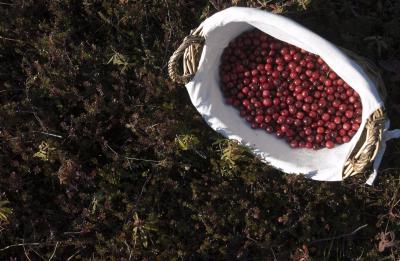 cranberries