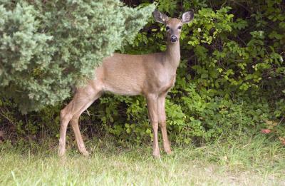 deer