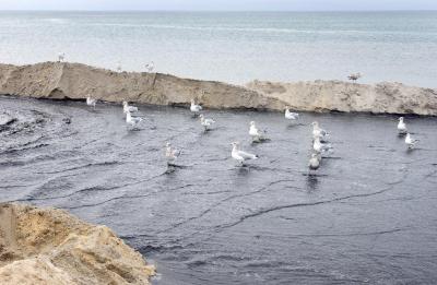 gulls