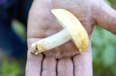 mushroom