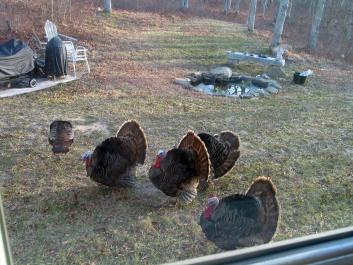 turkeys