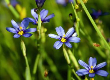 blue-eyed grass