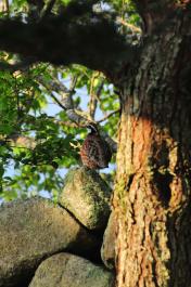 bobwhite