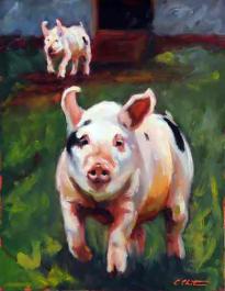 pigs