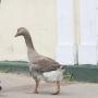 goose
