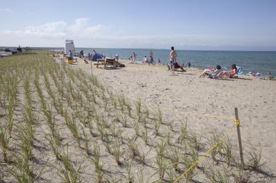dune restoration: