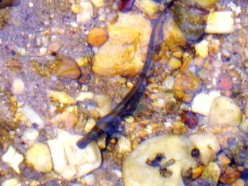 Lamprey