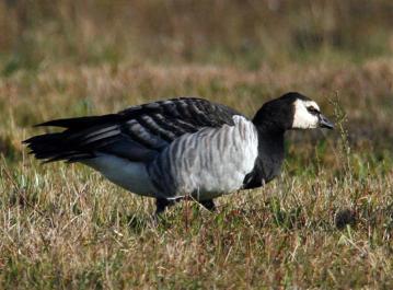 Goose