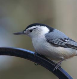 nuthatch