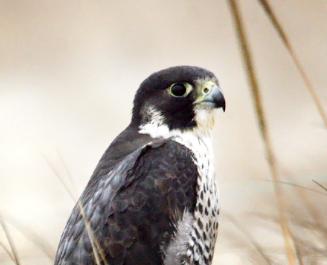 peregrine