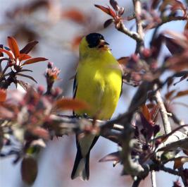 goldfinch.