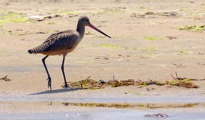 godwit