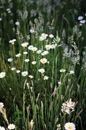 daisy