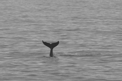 fluke