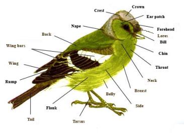 bird