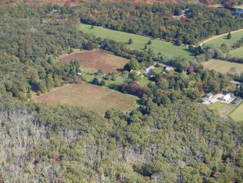 aerial forest