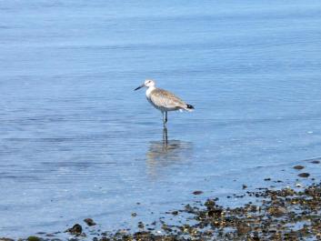 Willet