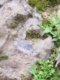 fossils