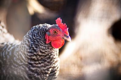 chicken