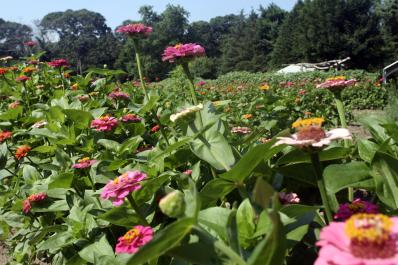zinnias