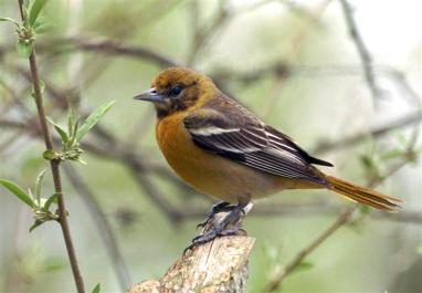 Oriole