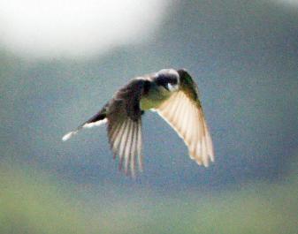 bird
