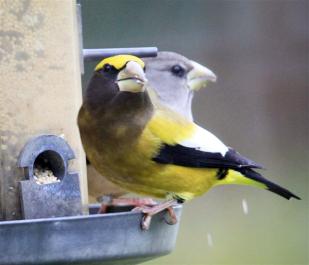 Grosbeaks