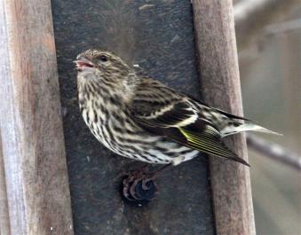 Siskin