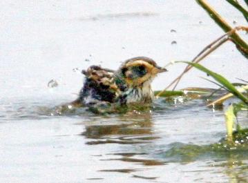 sparrow