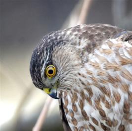 hawk