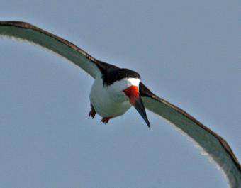 skimmer