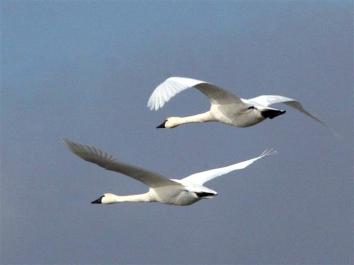 swans