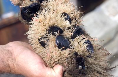 mussels