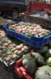 beds of potatoes and squash