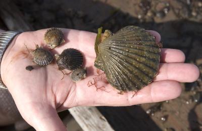 bay scallop seeds