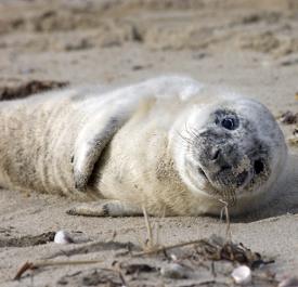 Seal